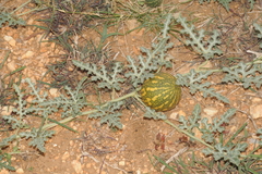 Citrullus colocynthis